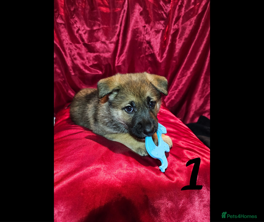Mixed Breed dogs for sale: German Shepherd x Akita puppies - READY IN JANUARY - Advert 7