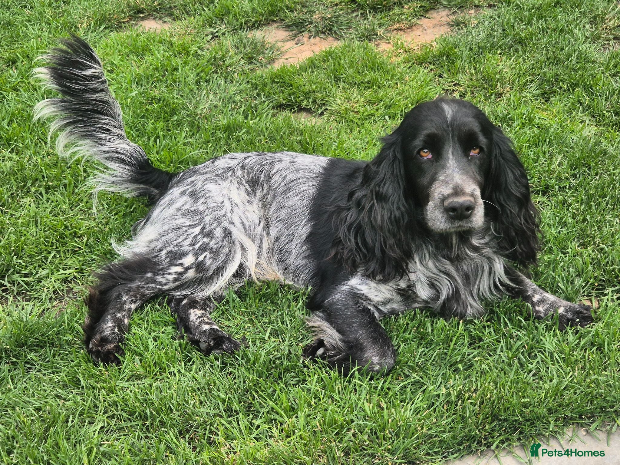 Cocker Spaniel dogs Beautiful Spaniels Ready to leave 16th July 2026 - Advert 1