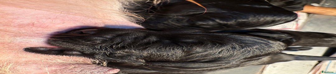 Goldendoodle Puppy 1