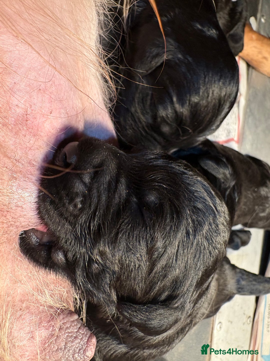 Goldendoodle dogs for sale: F1 Goldendoodle puppies fully heath tested parents - Advert 5