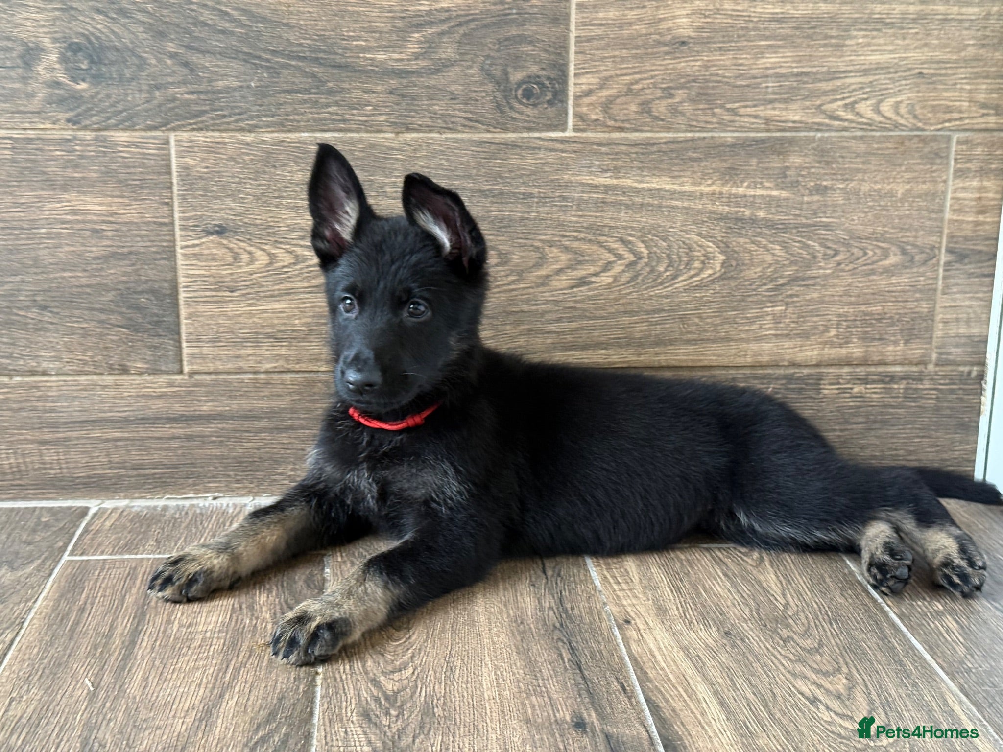 German Shepherd dogs German Shepherd Puppies - Advert 2