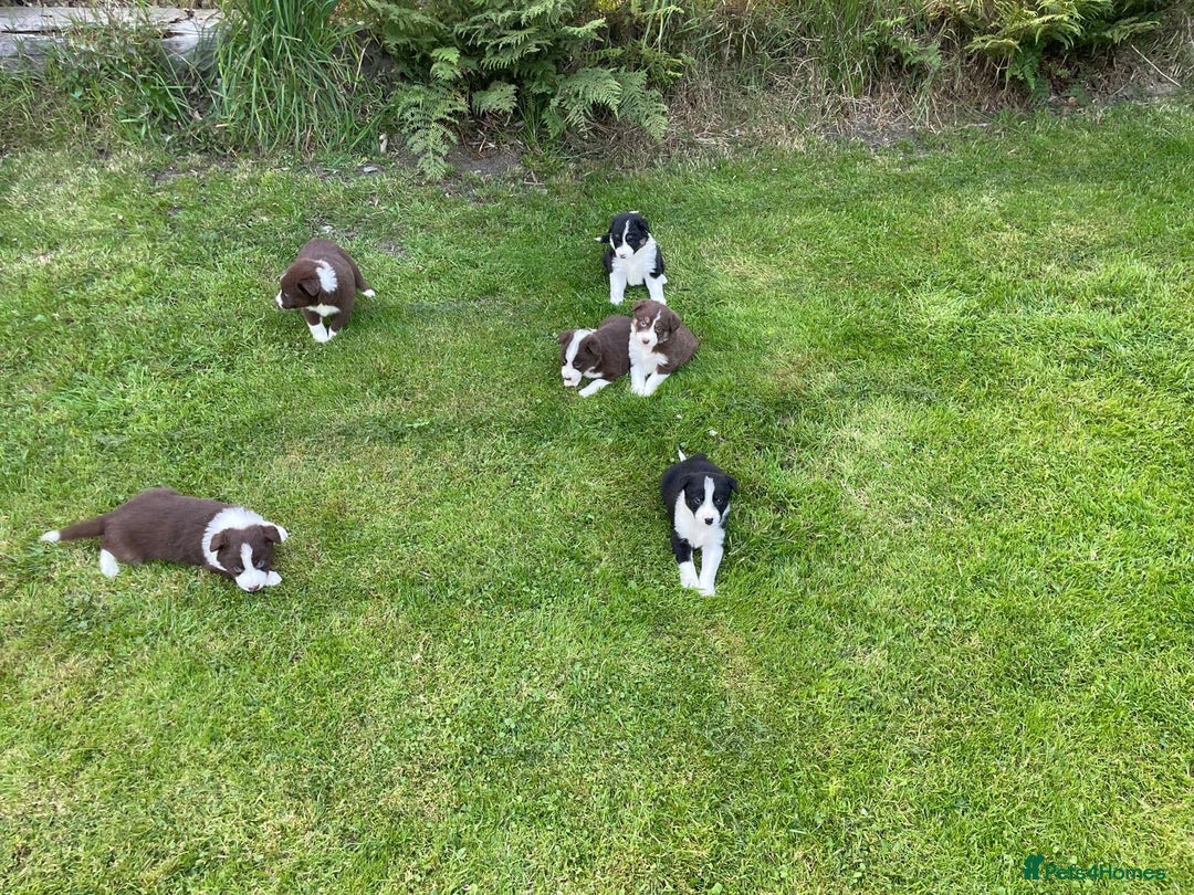 Border Collie dogs for sale: *BORDER COLLIE PUPPIES*⚫️⚪️🟤 - Image 5