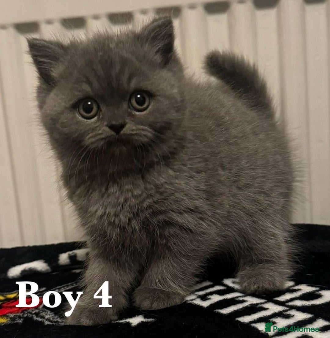 British Shorthair cats for sale: British shorthair X Persian kittens for sale ready - Advert 10