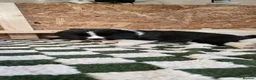 Huskita dogs for sale: Akita with 6% husky (Huskita) - Advert 28