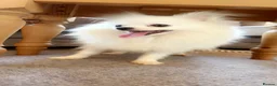 Pomeranian dogs for sale: Little Pomeranian puppies  - Advert 5