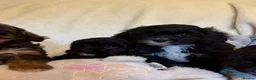 Cavapoo dogs for sale: Gorgeous F1 Cavapoo Boy Available Now - Advert 8