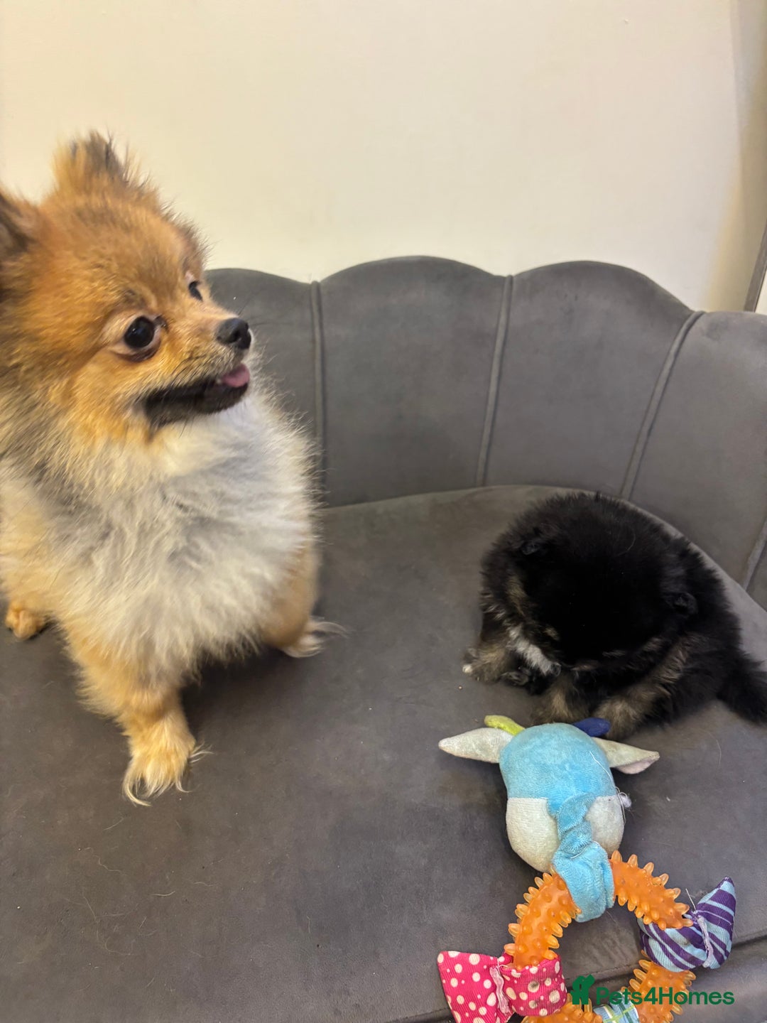 Pomeranian dogs for sale: KC Reg Teddy bear Pomeranian Tiny - Advert 4