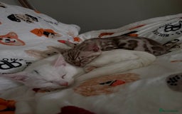 Mixed Breed cats for sale: Stunning white male - Image 2