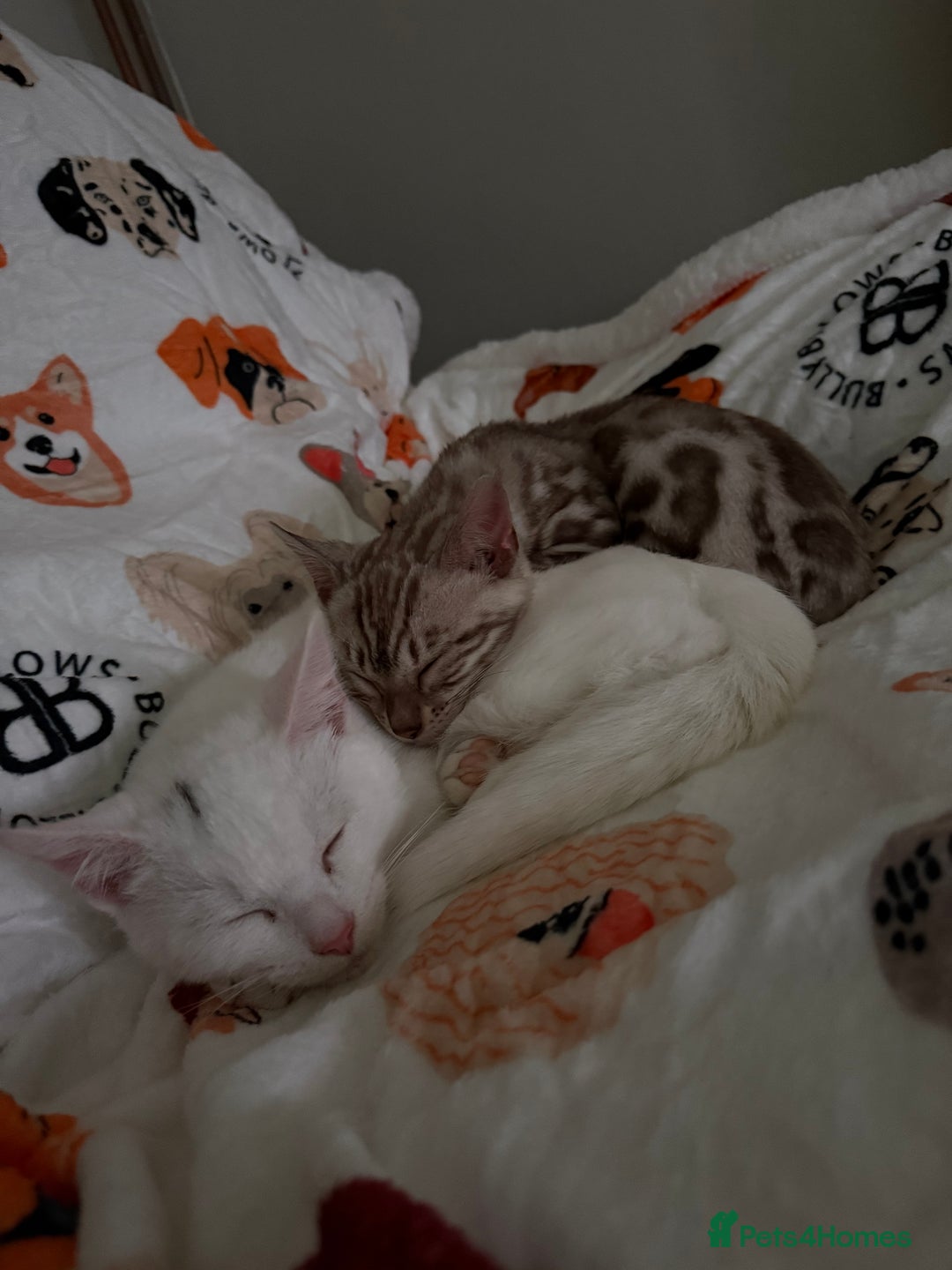 Mixed Breed cats for sale: Stunning white male - Image 2