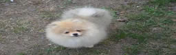Pomeranian dogs for sale: Bentley – Beautiful Silver-Toned Pomeranian Boy 🐾 - Advert 29