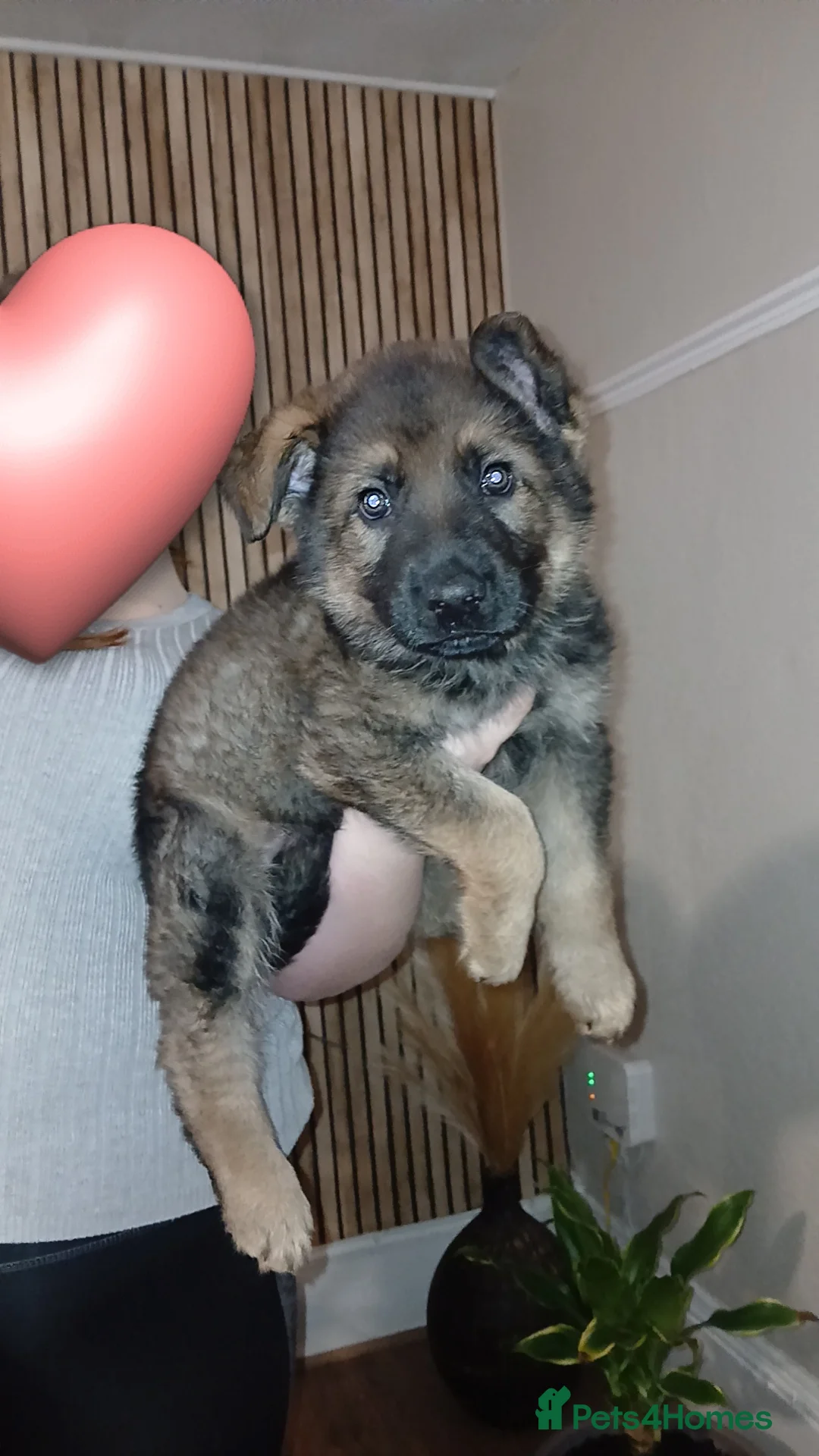 German Shepherd dogs for sale: 💥 2 beautiful male German shepherd's 💥 - Advert 6