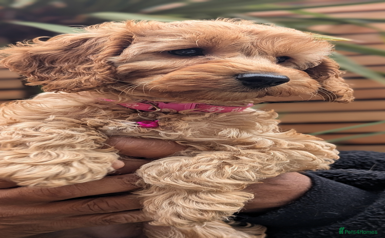 Mixed Breed dogs - Advert 3