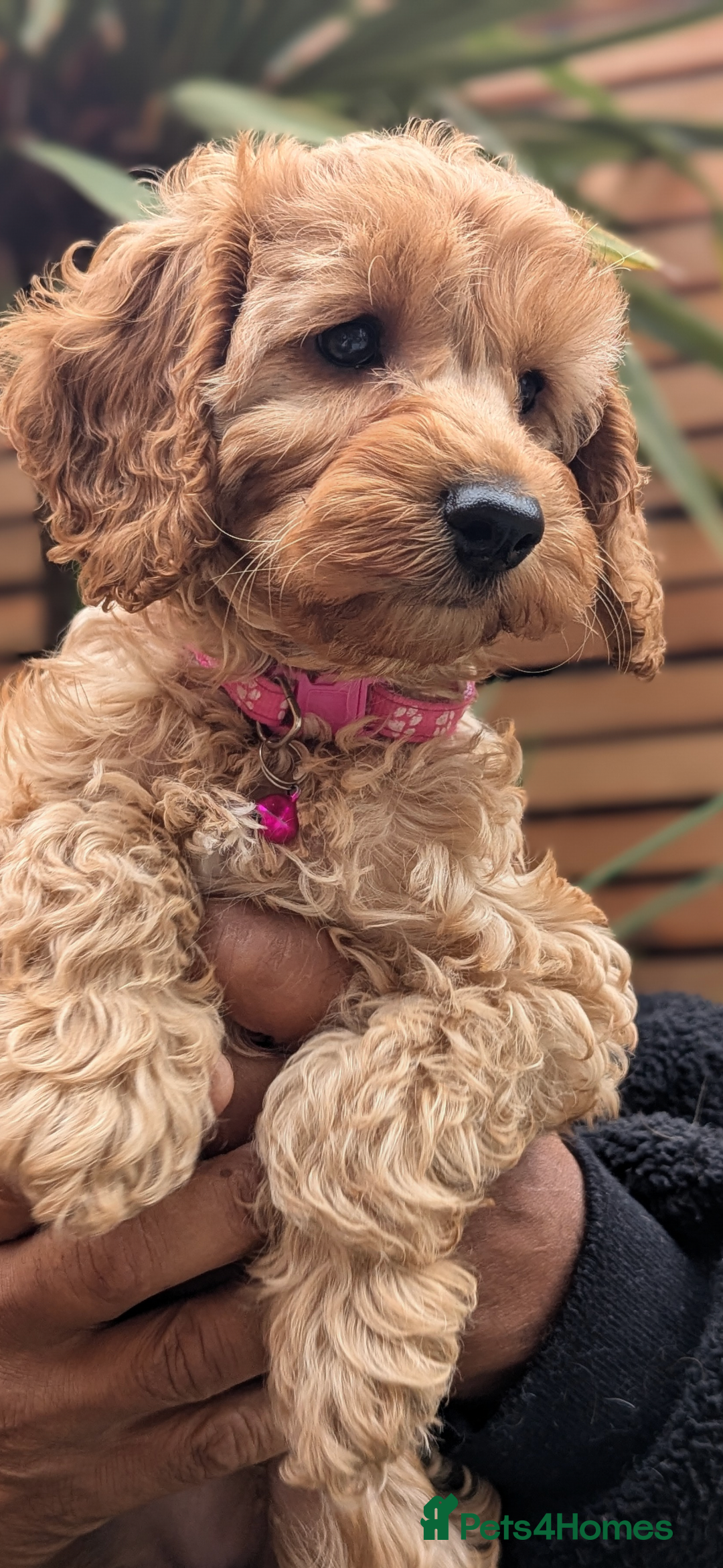 Mixed Breed dogs for sale: Cavapoo/ cockapoo puppy ready now  - Image 1