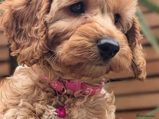 Mixed Breed dogs - Advert 12