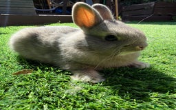Netherland Dwarf rabbits for sale: Netherland Dwarf  - Image 6