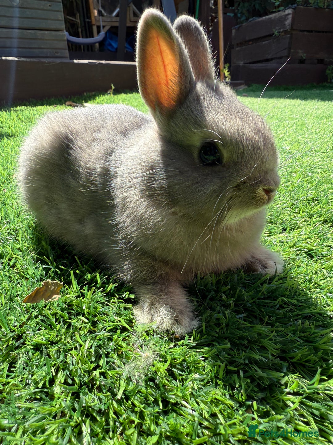 Netherland Dwarf rabbits for sale: Netherland Dwarf  - Image 6
