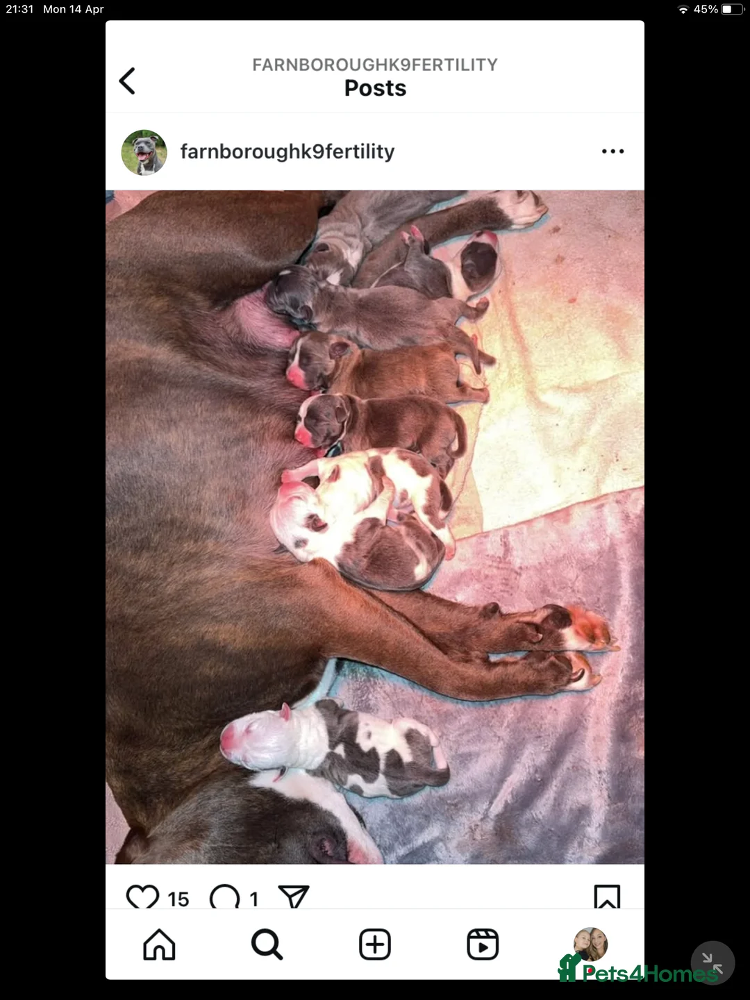 Staffordshire Bull Terrier dogs for stud: Proven Staffordshire Bull Terrier for stud in Farnborough - Advert 24