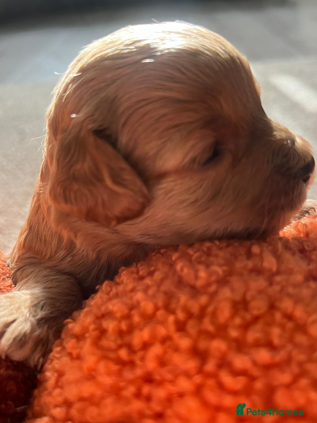 Cavapoo dogs for sale: Beautiful cavapoo puppies 🐾 - Image 6