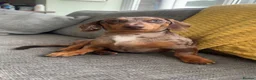 Miniature Dachshund dogs for sale: 2 MINIATURE DACHSHUND FOR REHOMING - Advert 14