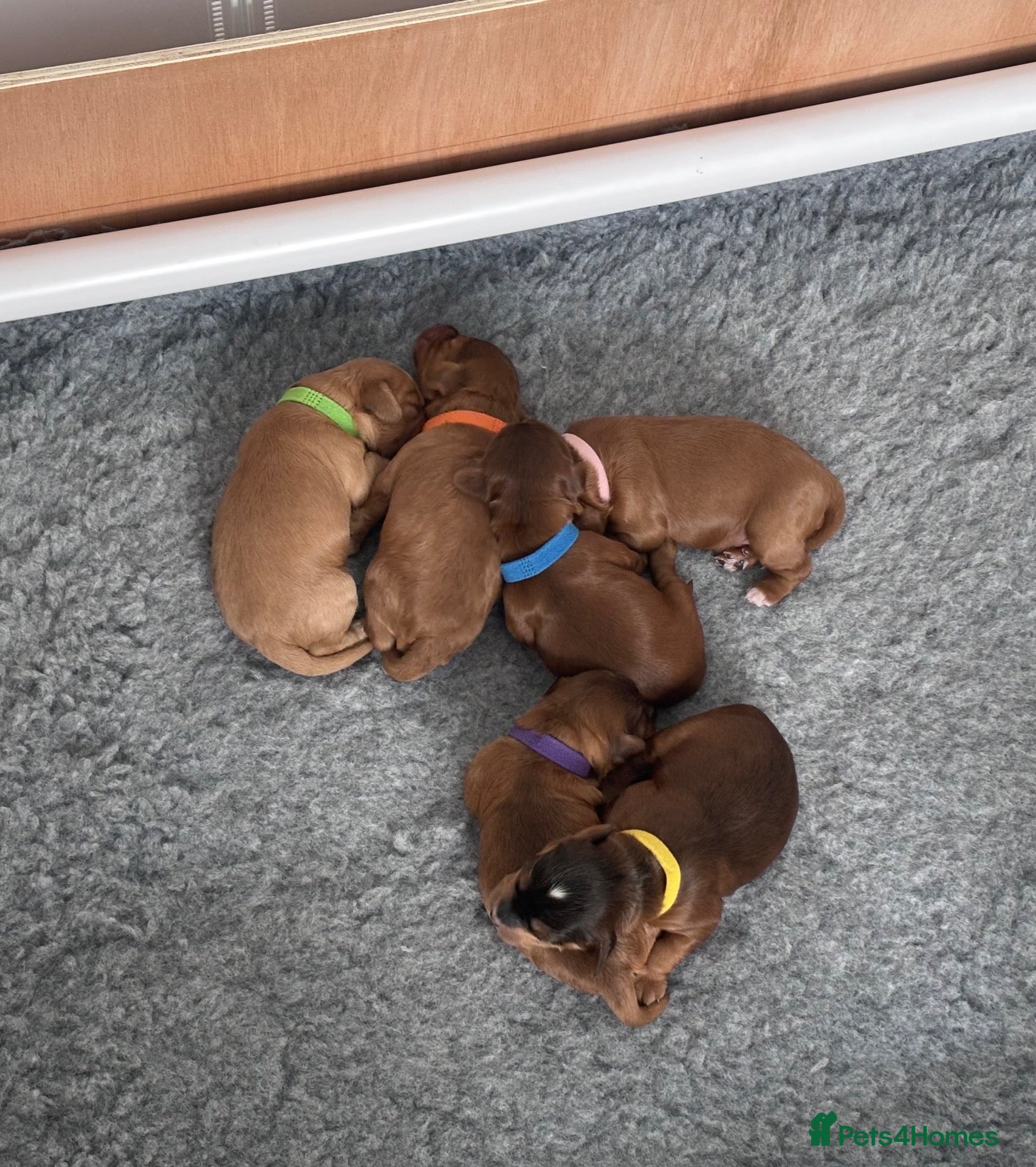 Cockapoo dogs (3 LEFT!) Toy F2 Cockapoo - Advert 2