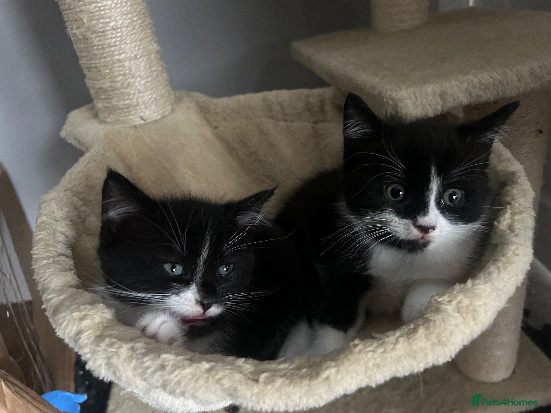 Domestic Shorthair cats Beautiful Black & White Kittens – Very Socialised - Advert 6