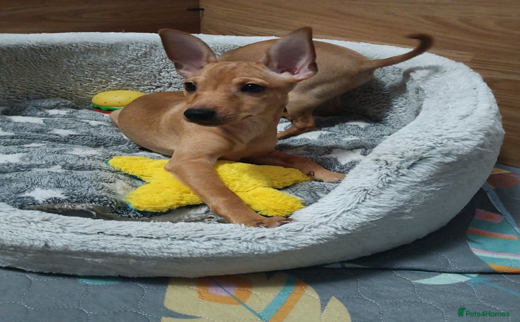 Miniature Pinscher dogs - Advert 16