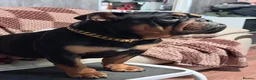 English Bulldog dogs for sale: English bulldog - Advert 3