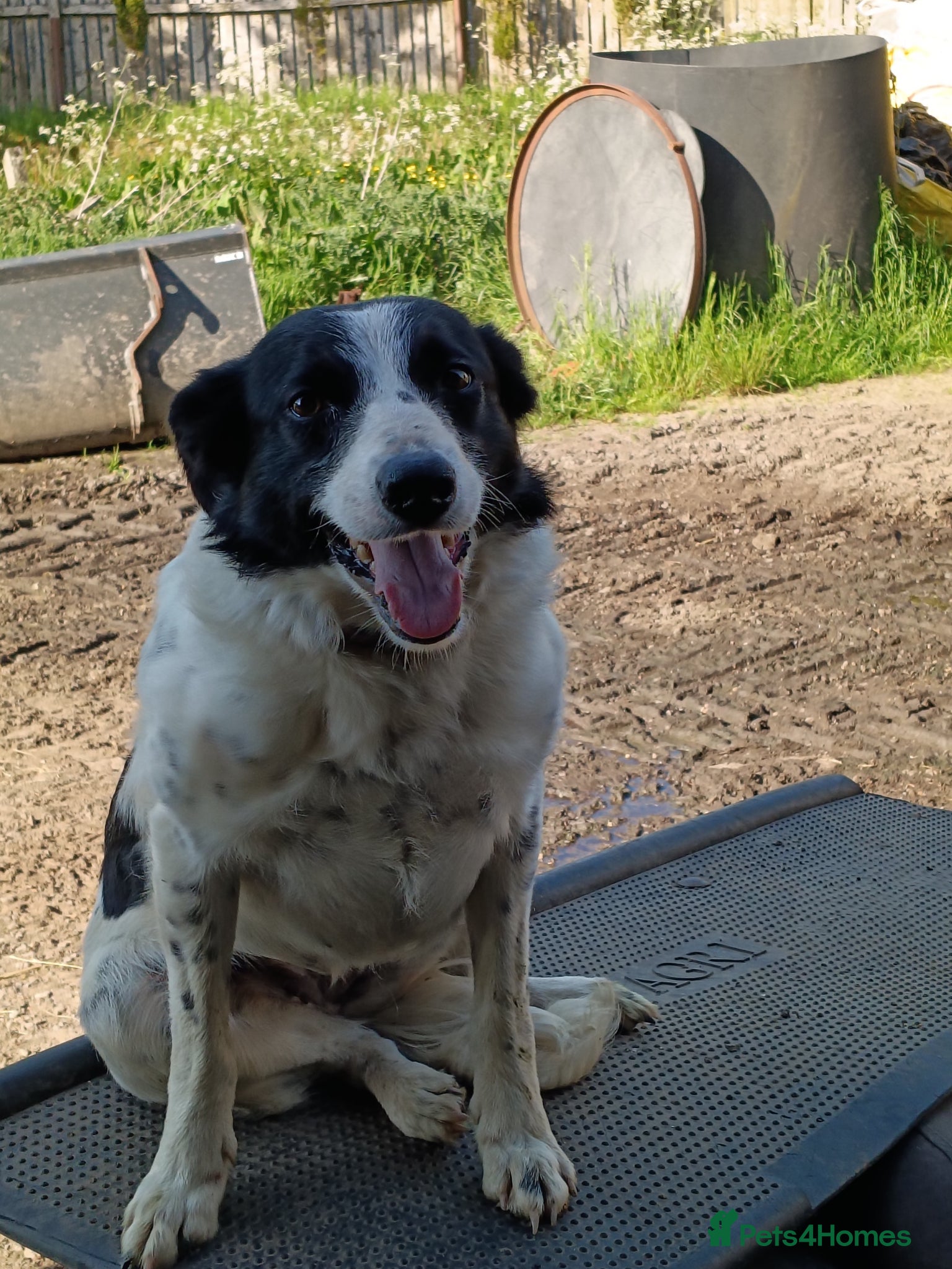 Border Collie dogs Border collie male  - Advert 1