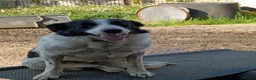 Border Collie dogs for sale: Border collie male  - Advert 1