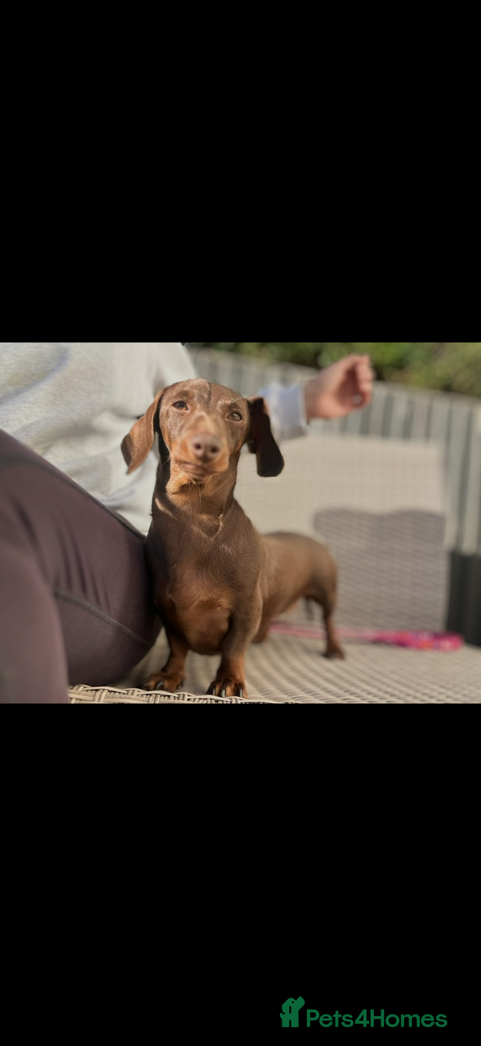 Dachshund dogs for sale: Miniature Dachshund Puppies  - Advert 25