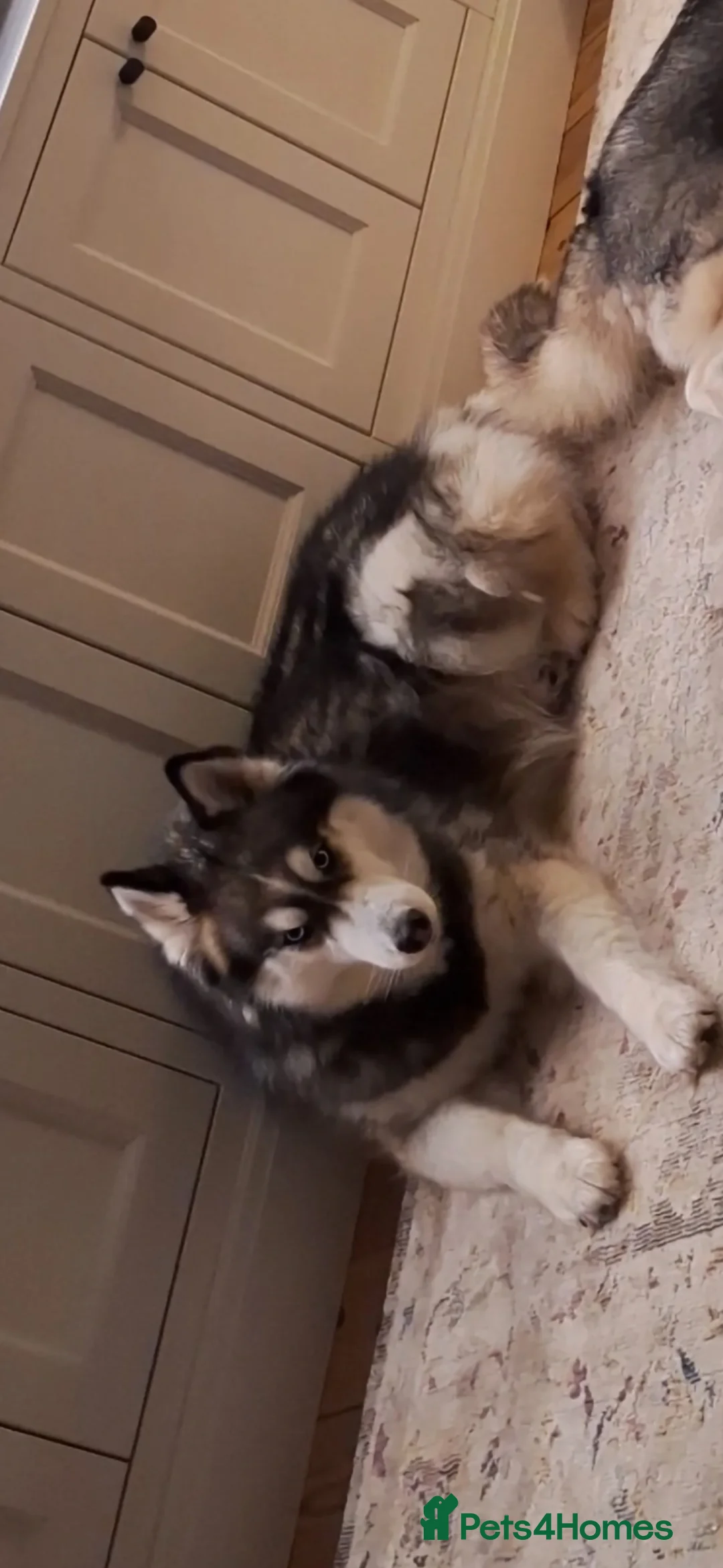 Siberian Husky dogs for sale: JAX- 5 YEAR OLD,  Willow- 5 year old - Advert 2