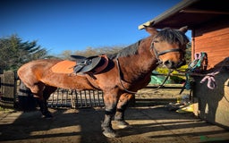 American Standardbred horses for sale: Bonnie ❤️🐴 - Image 1