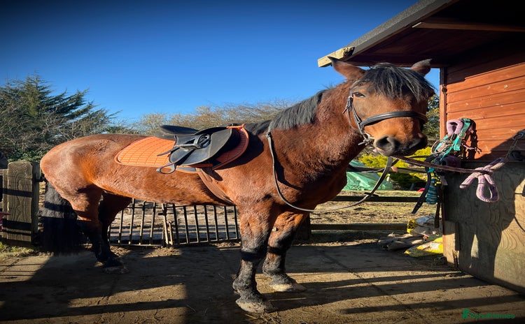 American Standardbred horses - Advert 1