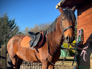 American Standardbred horses - Advert 16