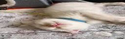Ragdoll cats for sale: 🌟 Stunning half Ragdoll Kittens READY TO GO 🌟 - Advert 13