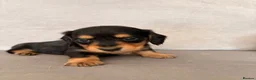 Miniature Dachshund dogs for sale: Minature Dachshund Puppies - Advert 8