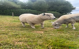 Sheep livestock for sale: Pure bred Ryeland tup - Image 6