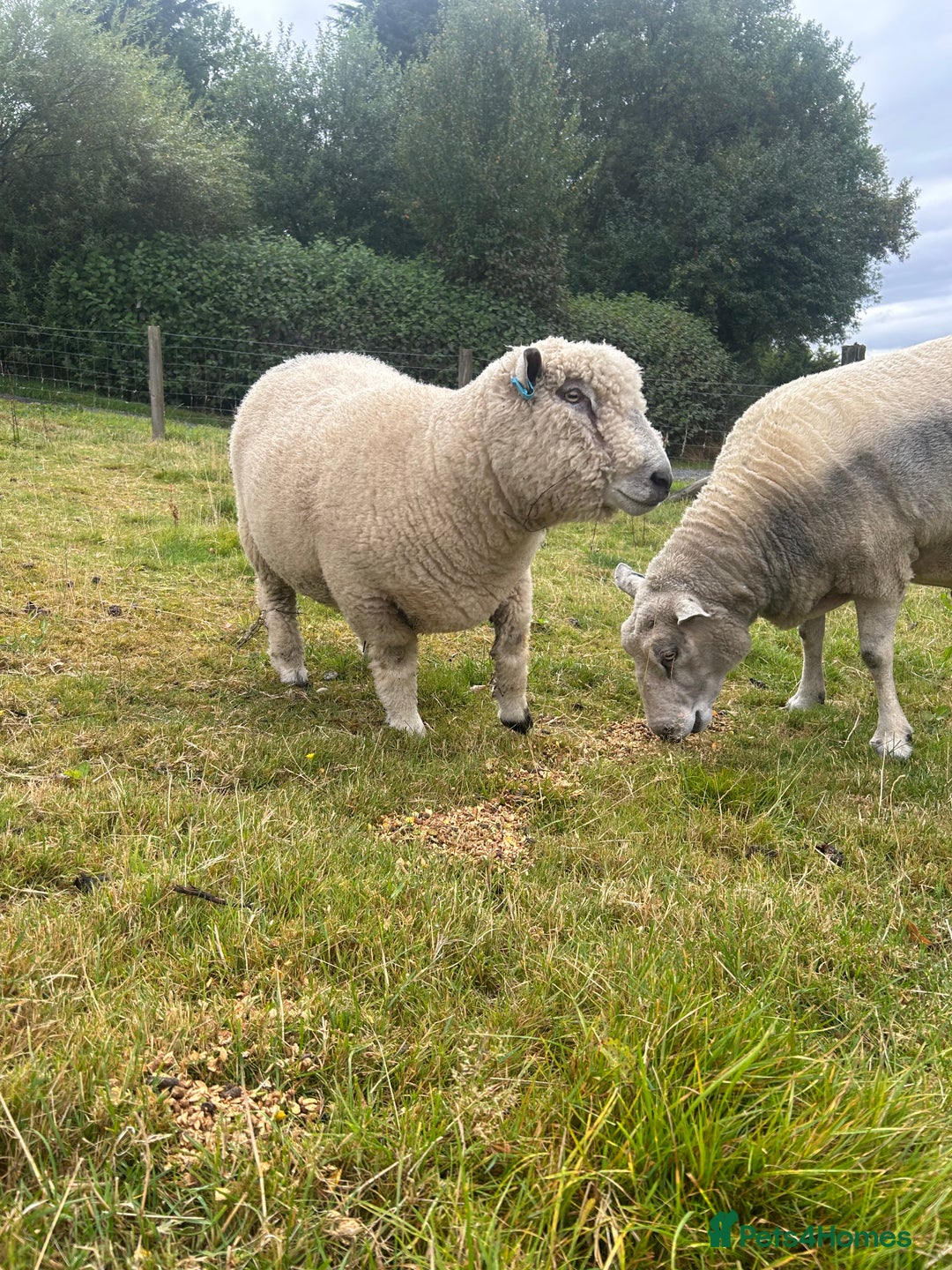 Sheep livestock for sale: Pure bred Ryeland tup - Image 6