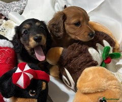 Dachshund dogs - Advert 5