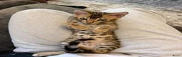 Bengal cats for sale: Bengal  - Advert 3