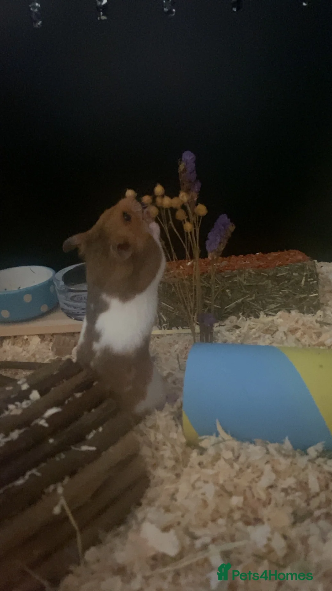 Hamster rodents for sale: male syrian hamster  in Didcot - Advert 6