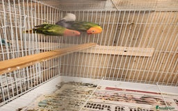 Lovebirds birds for sale:  PIED OPALINE AND GREEN OPA FOR SALE - Image 5