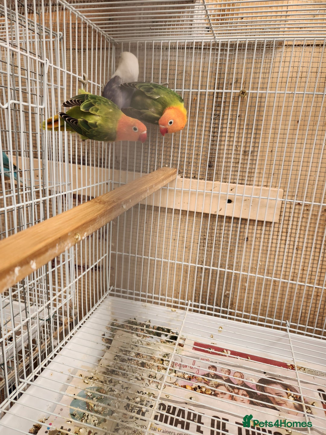 Lovebirds birds for sale:  PIED OPALINE AND GREEN OPA FOR SALE - Image 5