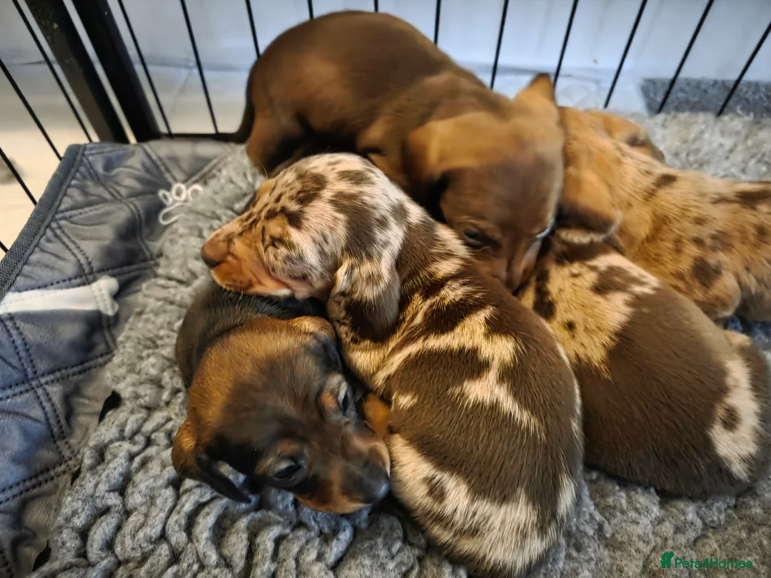 Miniature Dachshund dogs for sale: Last one available Miniature Dachshund  - Advert 11