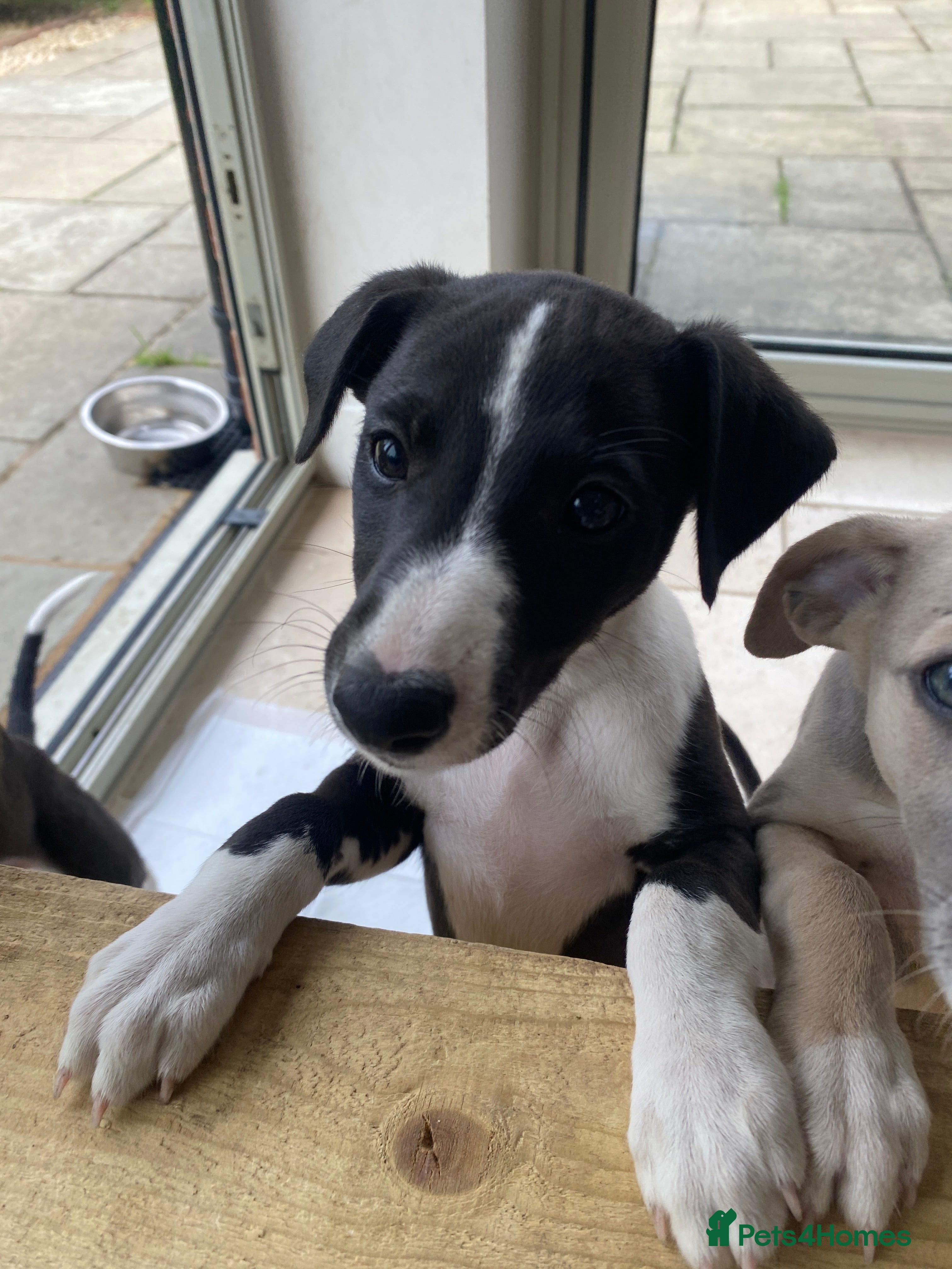 Whippet dogs KC Registered Pedigree Whippet Puppies for Sale - Advert 2