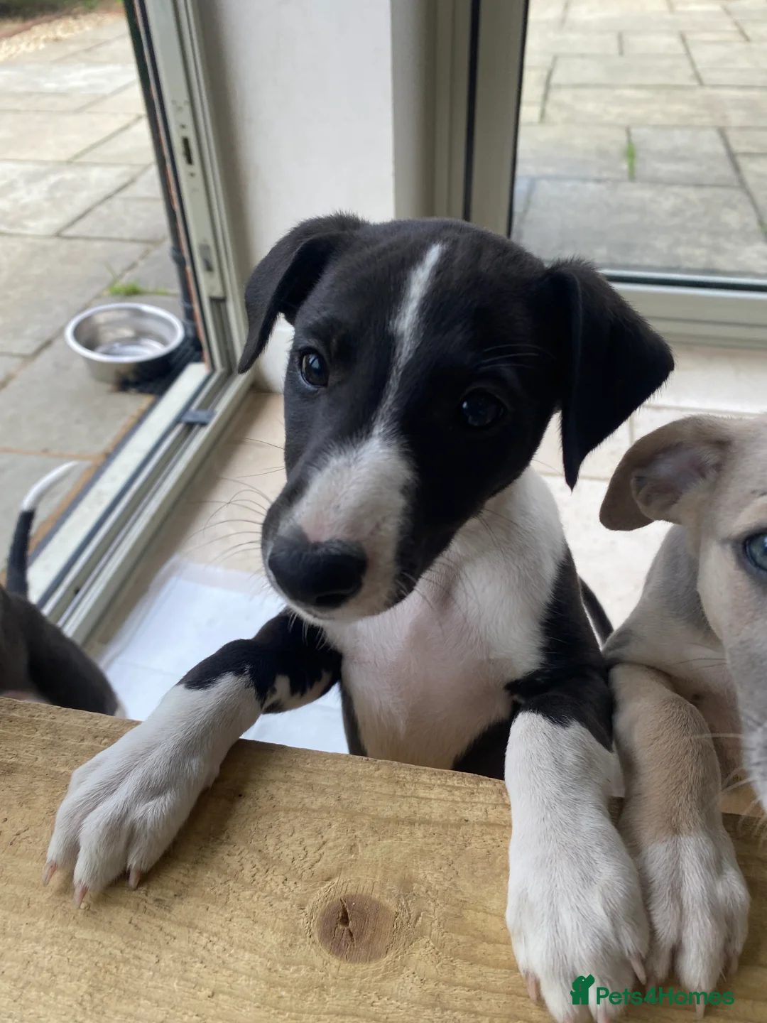 Whippet dogs for sale: KC Registered Pedigree Whippet Puppies for Sale in Salisbury - Advert 2