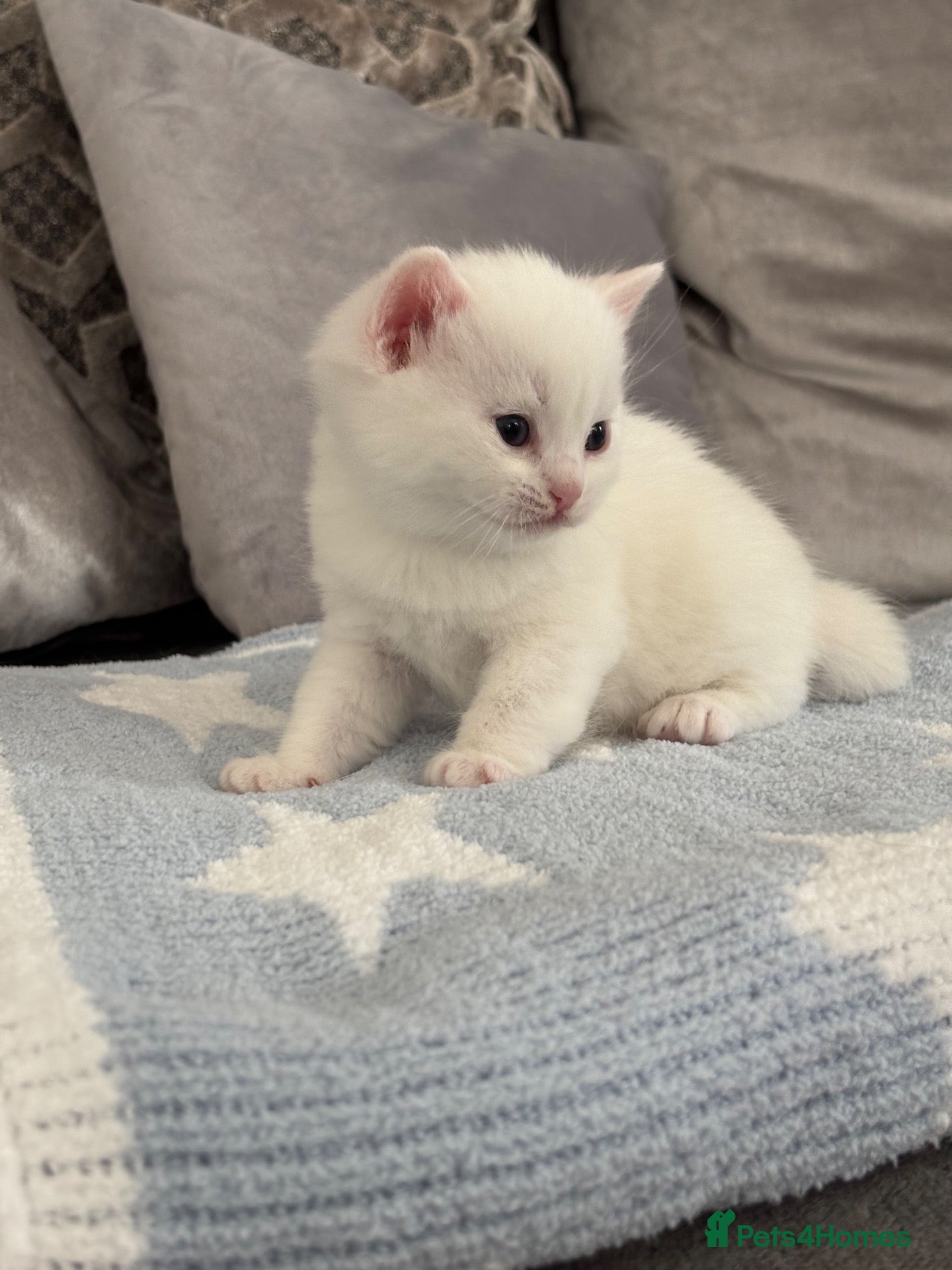 British Shorthair cats 4 beautiful kittens - 2 female & 2 male - Advert 1