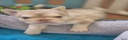French Bulldog dogs for sale: French bull dogs  - Advert 10