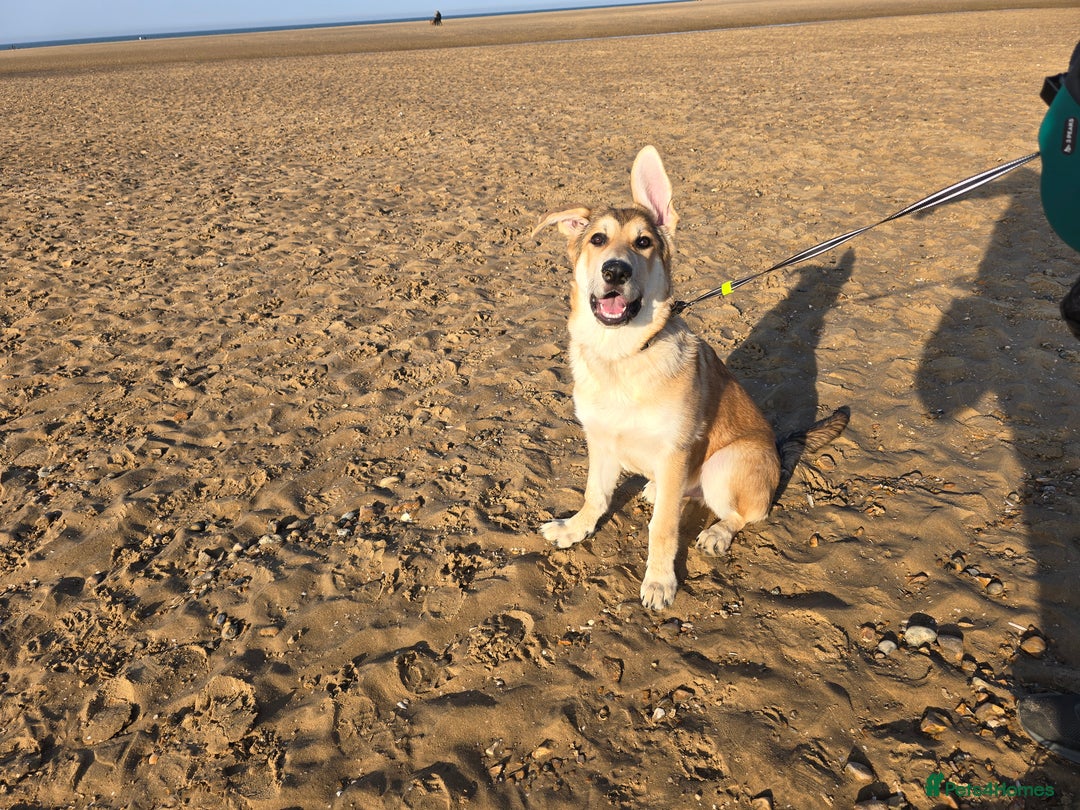 German Shepherd dogs for sale: Rehoming  gorgeous boy due to no fault of his own - Image 8