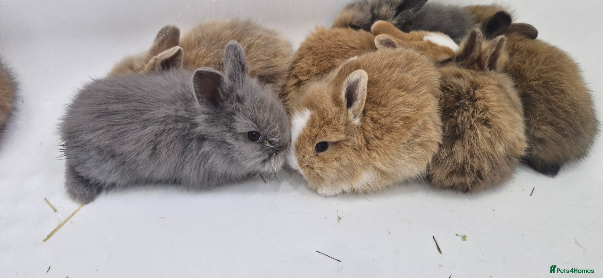 Mini Lion Lop rabbits Baby mini lop and lionhead - Advert 4